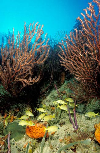 Fishes and corals in Los Roques