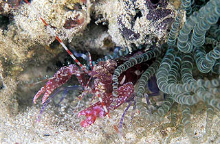 Diving Los Roques - cleansershrimp in corcscrew anemone