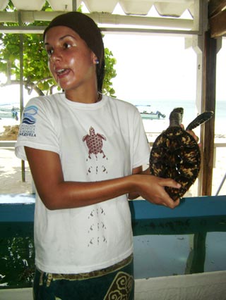 Los Roques Scientific Foundation protecting sea turtles